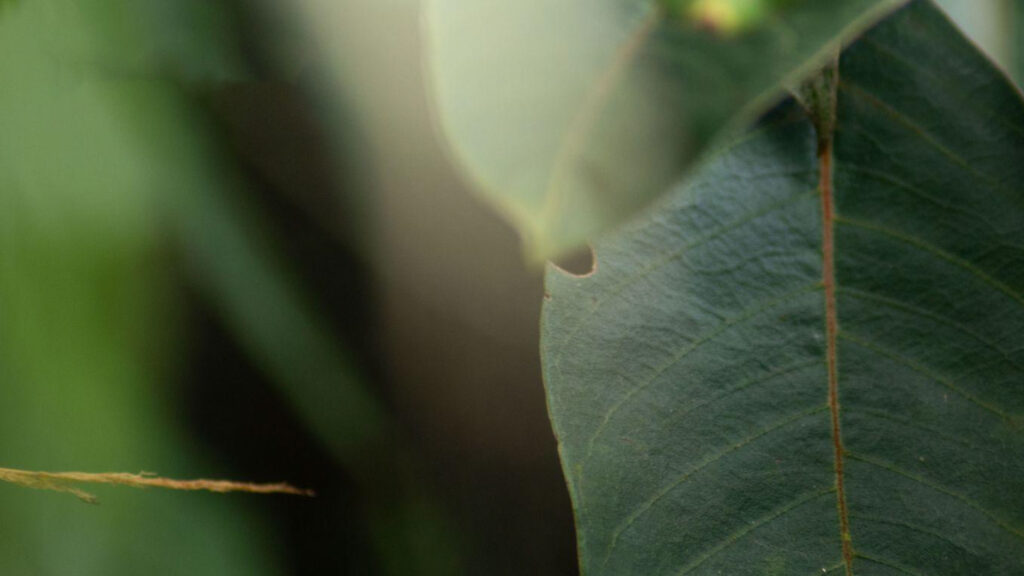 hoja